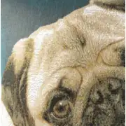 Pugs Face Blue II Cushion - 14 in. x 14 in. Cotton by Charlotte Home Furnishings | Close Up 1