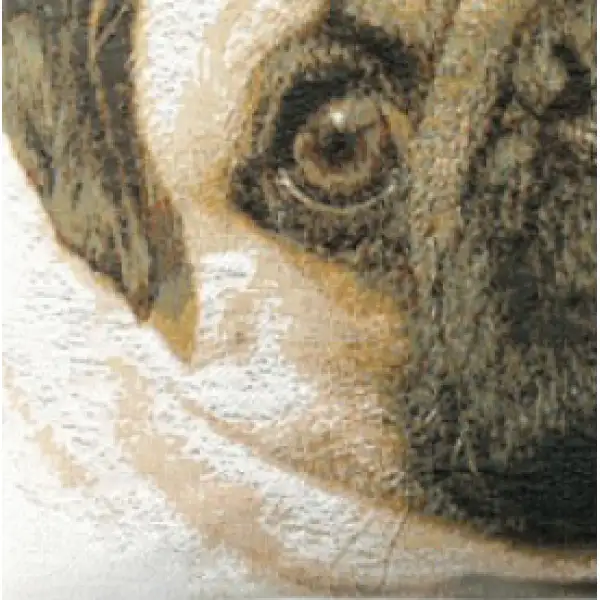 Pugs Face Blue II Cushion - 14 in. x 14 in. Cotton by Charlotte Home Furnishings | Close Up 2