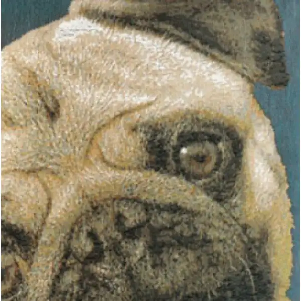 Pugs Face Blue II Cushion - 14 in. x 14 in. Cotton by Charlotte Home Furnishings | Close Up 3