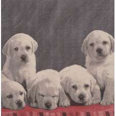 Puppy Loves Stretched Wall Tapestry
